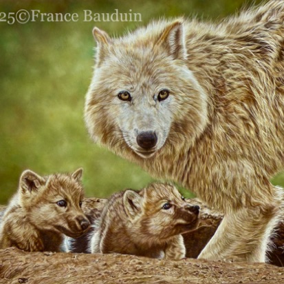 Artic wolf family - 96 hours
Brown Pastelmat board
19" x 23.5"
Ref.: Anne Noël